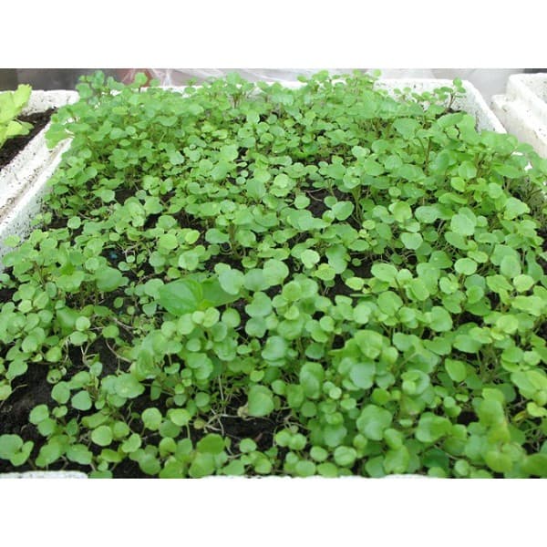 Gói 0.1g hạt giống xà lách xoong Mỹ