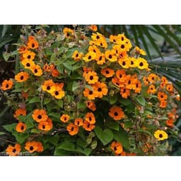 Gói 0.5GR hạt giống hoa Ánh Dương Nhiều Màu (dây leo) 2