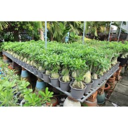 Gói 10 hạt giống hoa sứ Thái kép mix đủ 10 màu 8