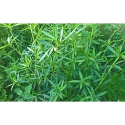 Gói 100GR hạt giống Cỏ Đậu STYLO 4