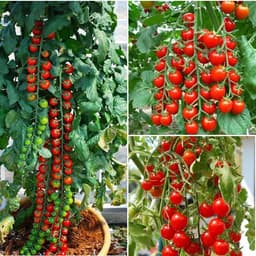 Gói 0.1g cà chua Cherry - cà chua bi F1 3