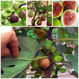Cây giống Sung Mỹ giống Brown Turkey - Hàng giâm cành, giống chuẩn 6
