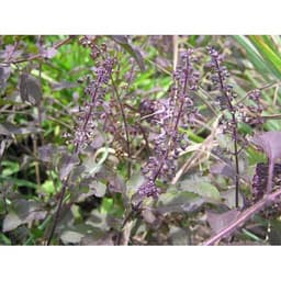 Gói 0.2g hạt giống Hương Nhu Holy Basil Đỏ 3