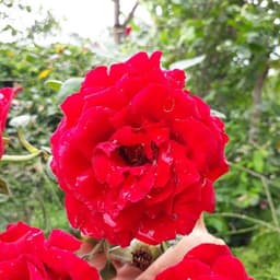 [Hoả tốc HCM] Cây giống hoa hồng leo cổ hải phòng giống hồng leo có màu đỏ nhung, bầu rễ khỏe mạnh nhanh ra hoa 7