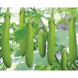 Gói 0.2gr hạt giống Cà Xanh Mỡ 2