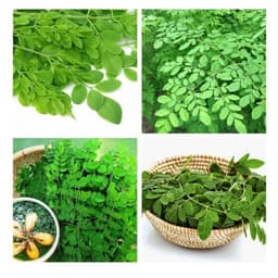 Gói 1kg hạt giống cây chùm ngây 3