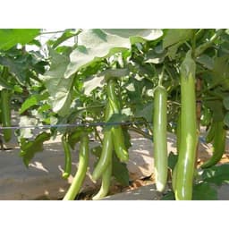 Gói 0.2gr hạt giống Cà Xanh Mỡ 3