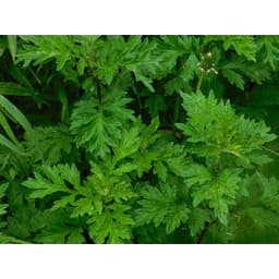 Gói 50 hạt giống Ngải Cứu Mugwort 4