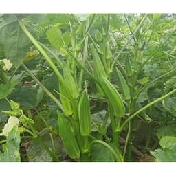 Hạt giống đậu bắp xanh năng suất cao 2