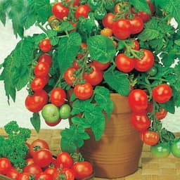 Gói 0.1g cà chua bi đỏ lùn trồng chậu 4