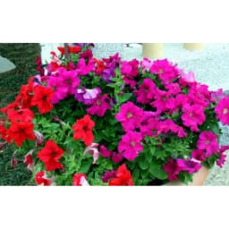 Hạt giống Hoa Dạ Yên Thảo Nhiều Màu 4