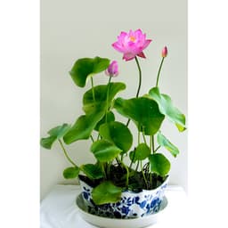 [Đã cắt đầu] Gói 5 Hạt Giống Hoa Sen Mini Nhật Mix 5 màu khác nhau - kèm dung dịch thuỷ canh, tỷ lệ nảy mầm cao 3