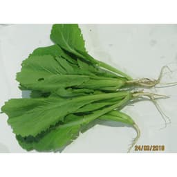 Gói 1kg Hạt Giống Cải Bẹ Xanh Mỡ sinh trưởng khỏe phát triển mạnh mẽ tỉ lệ nảy mầm cao -  Nanuseeds - Thế giới rau mầm 2