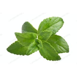 Gói 5 hạt giống Cỏ Ngọt Stevia 2