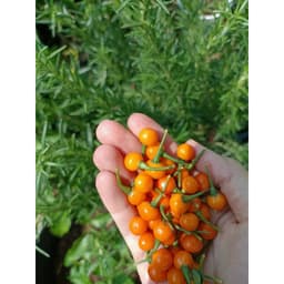 Gói 10 trái ớt peru Aji Charapita Mắc Nhất Thế Giới 1