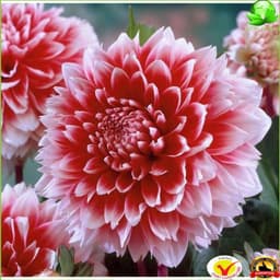 Hạt Giống Hoa Thược Dược Siêu To Mix Đủ Màu 3