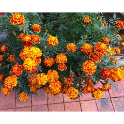 Gói 30 hạt giống hoa Cúc Vạn Thọ Ban Mai Nữ Hoàng Sophia 3