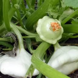 Gói 1GR hạt giống Bí Đĩa Bay Nhiều màu 3