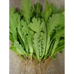 Gói 20g hạt giống tần ô Garland lá tròn 5