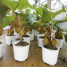 Gói 30 hạt giống KIWI ruột xanh 3