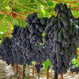Cây giống NHO NGÓN TAY đen trái ngọt không hạt - giống chuẩn 3