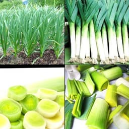Gói 2g hạt giống tỏi tây 2
