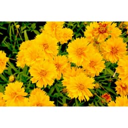 Gói 0.5GR hạt giống hoa Phòng Phòng Vàng 1