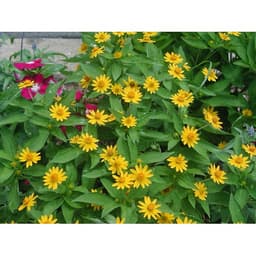 Gói 30 hạt giống hoa Cúc Mặt Trời 30cm Tâm Vàng 2