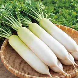 Gói 20GR hạt giống Củ Cải Trắng Bạch Tuyết 3