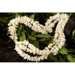 Cây hoa lài ta, cho hoa thơm trang trí sân vườn - Arabian Jasmine 5
