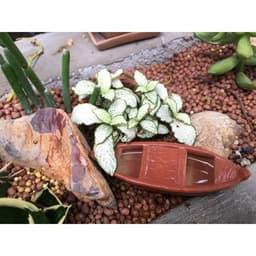 Đất Sét Nung Popper Trồng Sen Đá Bonsai Hàng Thailand 4