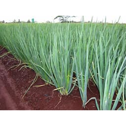 Gói 1g hạt giống hành lá gốc trắng 3