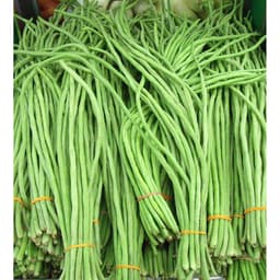 Gói 20gr hạt giống đậu đũa hạt đen dạng leo - thegioiraumam 7
