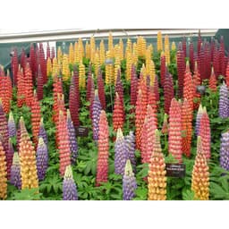 Gói 20 hạt giống hoa đậu Lupin chất lượng cao 2