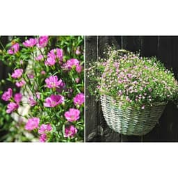 Gói 10 hạt giống hoa baby Hồng trồng chậu - Gypsophila Gypsy Rose/ Baby breath 1