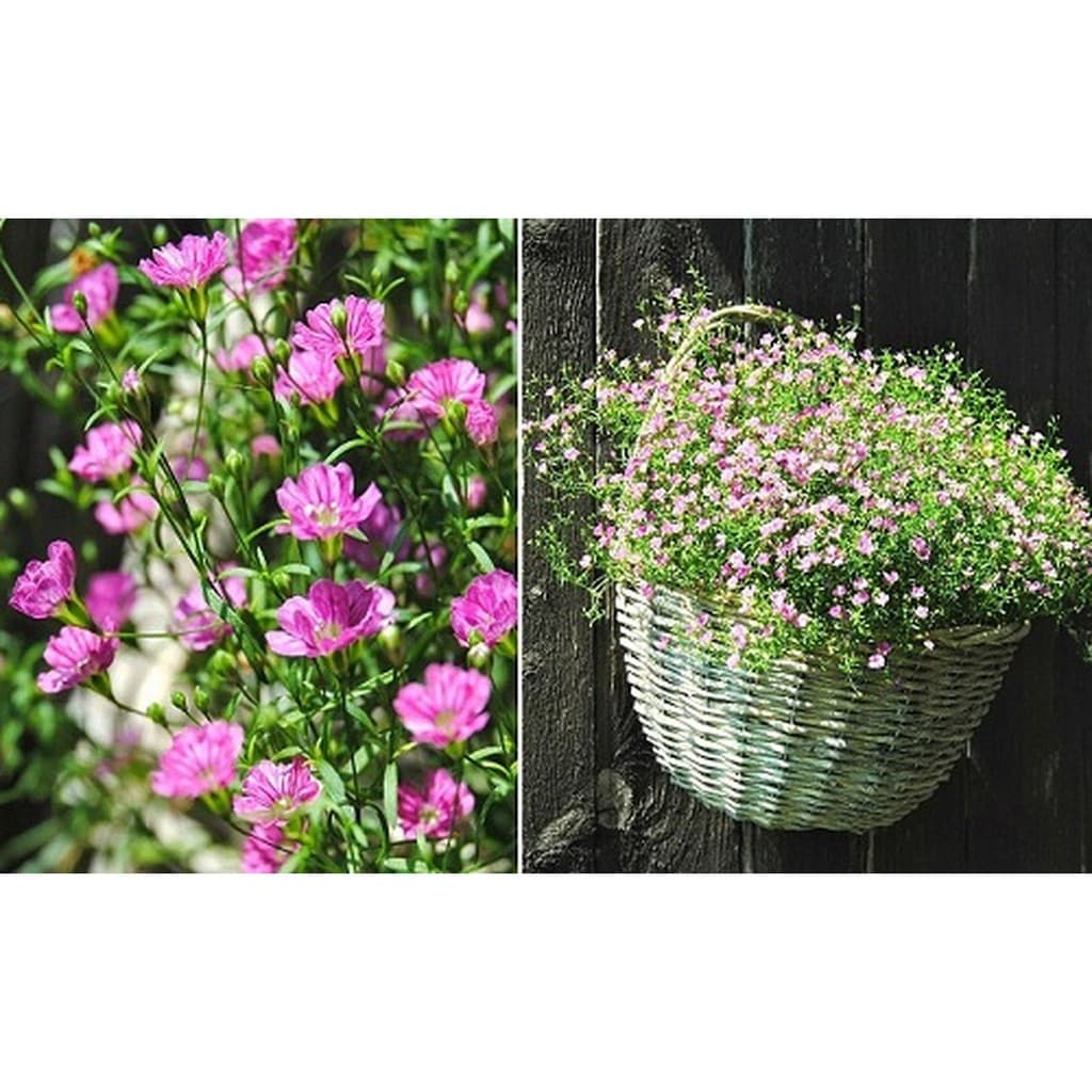 Gói 10 hạt giống hoa baby Hồng trồng chậu - Gypsophila Gypsy Rose/ Baby breath