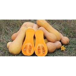 Gói 5 hạt giống Bí Đỏ Da Vàng F1 SV 555 2