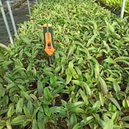 [Cây giống] Lan Dendro mini hàng cây giống nhiều thân cực đẹp - giống lan siêng hoa, dễ chăm 6