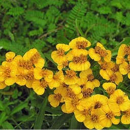 Gói 50 hạt giống Bạc Hà Mexico Thơm, Dễ Trồng 1