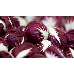 Gói 1GR hạt giống Bắp Cải Đỏ F1 Red Star 1