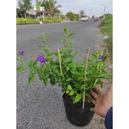 [Hoả tốc HCM] Cây giống chuỗi ngọc tím (cây bán hình 2, 3) - CayGiongTot 2