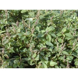 Gói 10gr hạt giống rau dền cơm 2