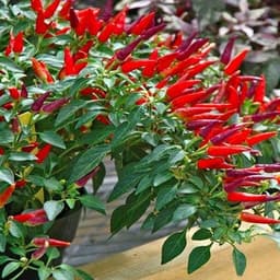 Hạt giống ớt chỉ thiên siêu cay 2