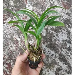 [Cây giống] Lan Dendro mini hàng cây giống nhiều thân cực đẹp - giống lan siêng hoa, dễ chăm 3
