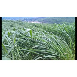 Gói 100g cỏ sả lá lớn Mombasa Ghine 4