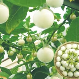 Hạt giống cà pháo trắng năng xuất hàng công ty 2