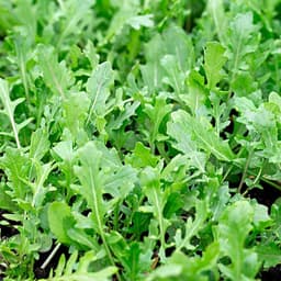 Gói 0.5GR hạt giống Rau Thơm Wild Rocket (Lá nhỏ) 4