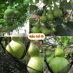 Hạt giống bầu hồ lô cao sản - siêu quả - quả xanh bóng vị ngọt - trồng quanh năm - thu hoạch sau 40 ngày 1