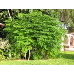 Gói 10 hạt giống Chùm Ngây 5