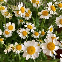 Gói 50 hạt giống hoa Cúc Tana Cỏ Thơm Feverfew 1